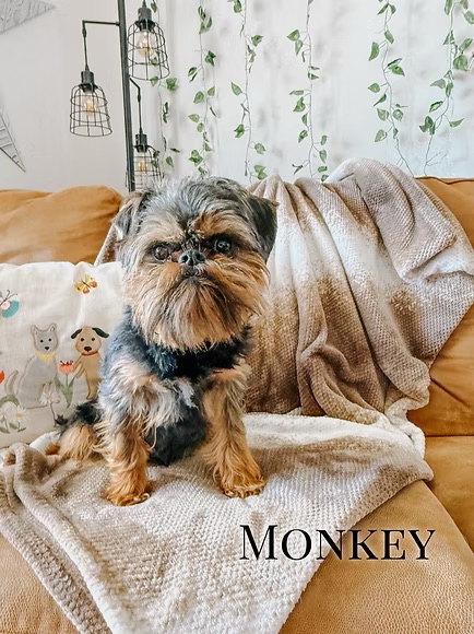 Monkey